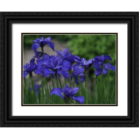 Blue Ones Black Ornate Wood Framed Art Print with Double Matting by Bonin, Suzanne