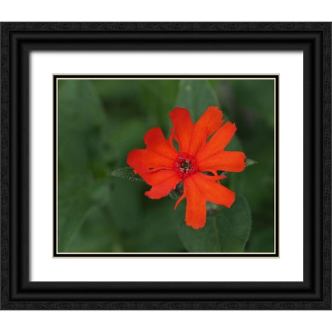 Burning Love Black Ornate Wood Framed Art Print with Double Matting by Bonin, Suzanne