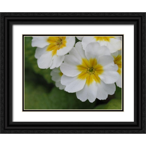 Buttercups Black Ornate Wood Framed Art Print with Double Matting by Bonin, Suzanne