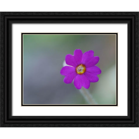 Delicate Beauty Black Ornate Wood Framed Art Print with Double Matting by Bonin, Suzanne