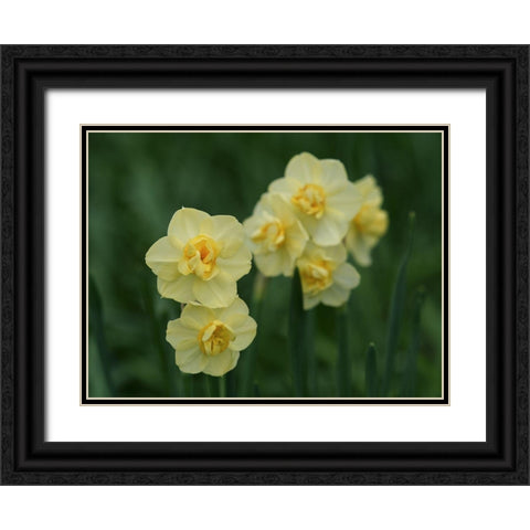 Double Daffodils Black Ornate Wood Framed Art Print with Double Matting by Bonin, Suzanne