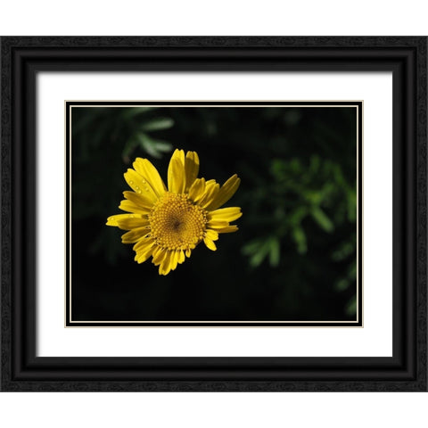 Early Riser Black Ornate Wood Framed Art Print with Double Matting by Bonin, Suzanne