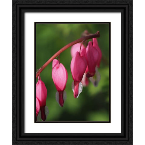 Hearts Black Ornate Wood Framed Art Print with Double Matting by Bonin, Suzanne