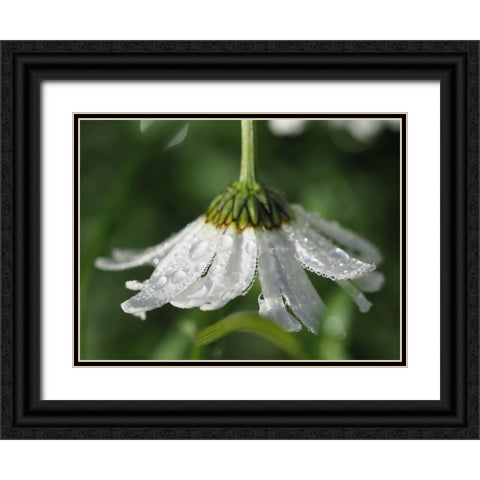 Hidden Treasure Black Ornate Wood Framed Art Print with Double Matting by Bonin, Suzanne