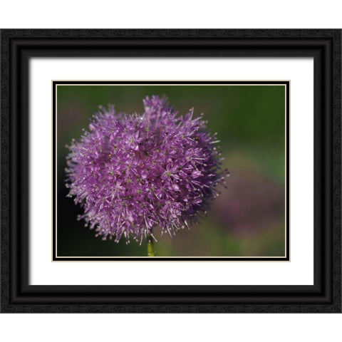 Jewels In Nature Black Ornate Wood Framed Art Print with Double Matting by Bonin, Suzanne