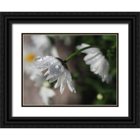 Jewels Of Nature Black Ornate Wood Framed Art Print with Double Matting by Bonin, Suzanne