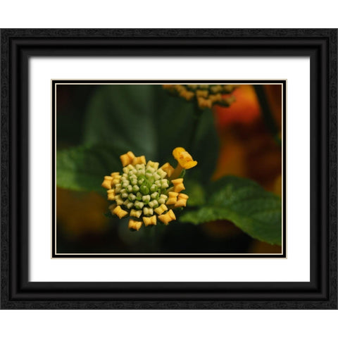 Mini Bow Ties Black Ornate Wood Framed Art Print with Double Matting by Bonin, Suzanne