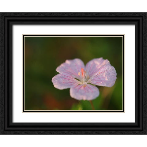 Pretty Pretty Black Ornate Wood Framed Art Print with Double Matting by Bonin, Suzanne