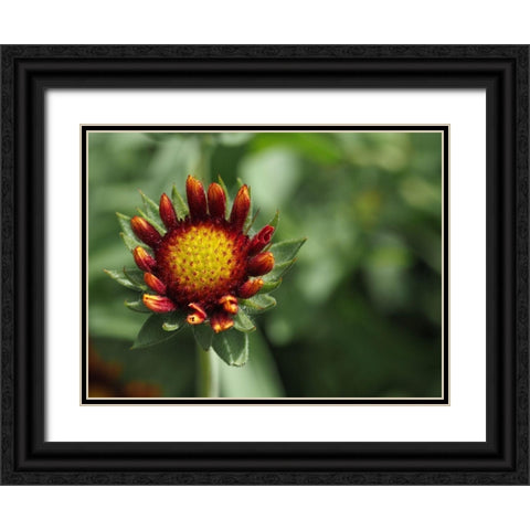 Rebel Black Ornate Wood Framed Art Print with Double Matting by Bonin, Suzanne