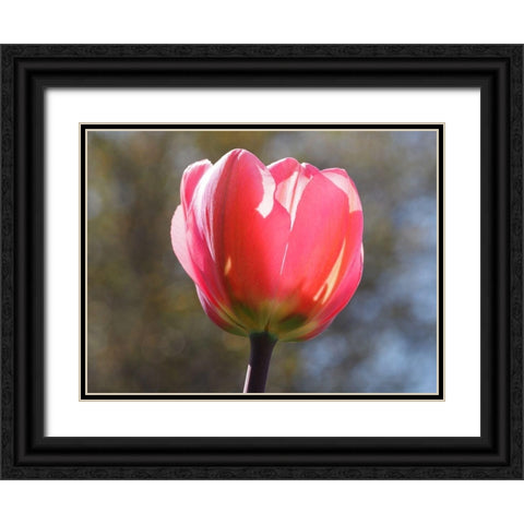 Showy Tulip Black Ornate Wood Framed Art Print with Double Matting by Bonin, Suzanne