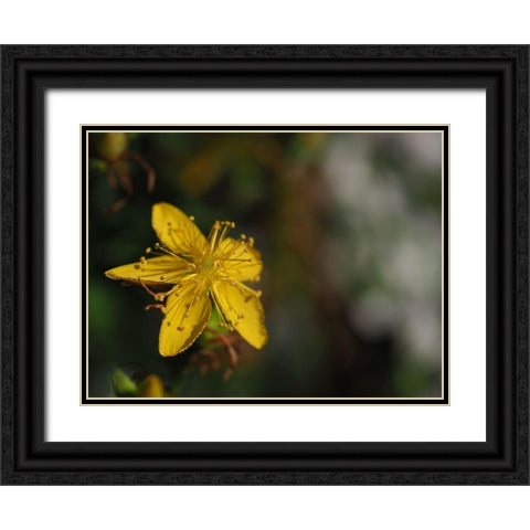 St Johns Wort Black Ornate Wood Framed Art Print with Double Matting by Bonin, Suzanne