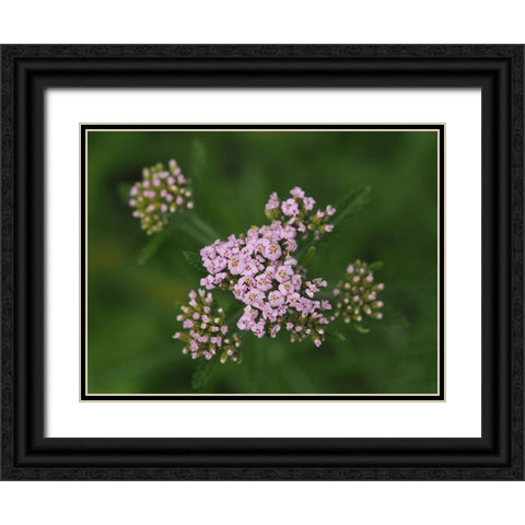 This Is Life Black Ornate Wood Framed Art Print with Double Matting by Bonin, Suzanne