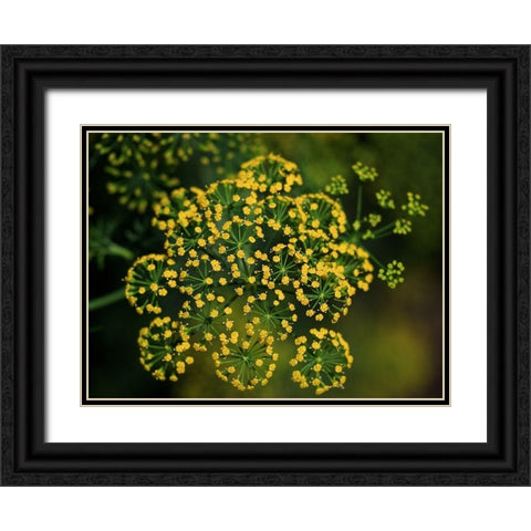 Tiny Beauties Black Ornate Wood Framed Art Print with Double Matting by Bonin, Suzanne