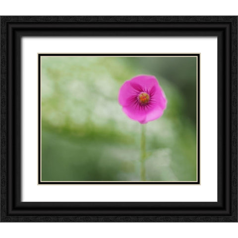 Tiny Beauty Black Ornate Wood Framed Art Print with Double Matting by Bonin, Suzanne