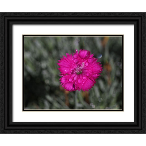 Wet Wild Earth Black Ornate Wood Framed Art Print with Double Matting by Bonin, Suzanne