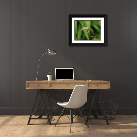 Wispy White Blooms Black Ornate Wood Framed Art Print with Double Matting by Bonin, Suzanne