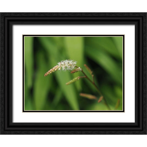 Wispy White Blooms Black Ornate Wood Framed Art Print with Double Matting by Bonin, Suzanne