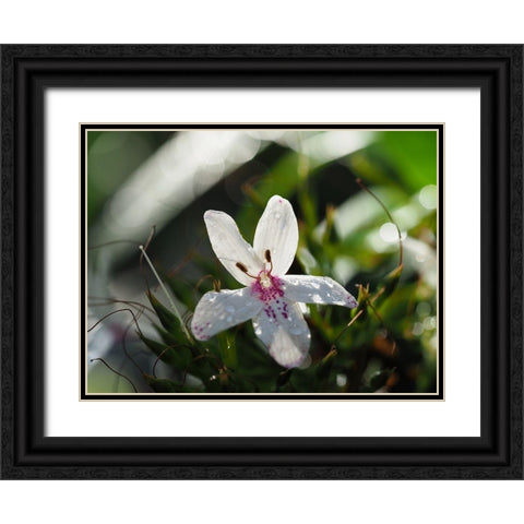 Woo Hoo Black Ornate Wood Framed Art Print with Double Matting by Bonin, Suzanne