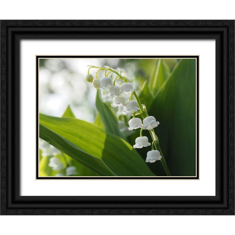 May Lilies Black Ornate Wood Framed Art Print with Double Matting by Bonin, Suzanne