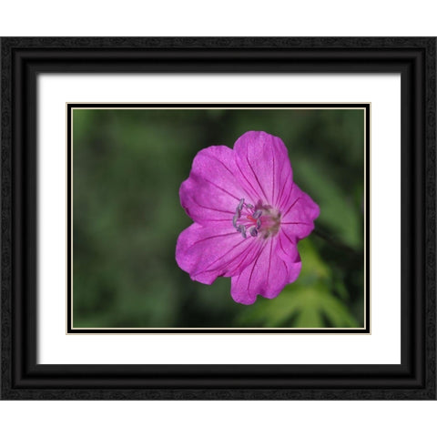 Promising Black Ornate Wood Framed Art Print with Double Matting by Bonin, Suzanne