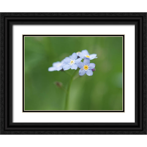 Small World Black Ornate Wood Framed Art Print with Double Matting by Bonin, Suzanne