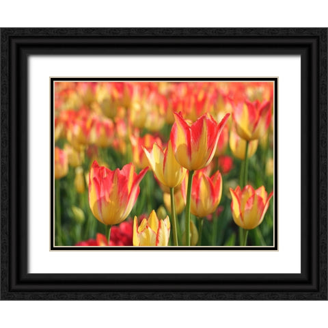 Sunny Day Black Ornate Wood Framed Art Print with Double Matting by Bonin, Suzanne