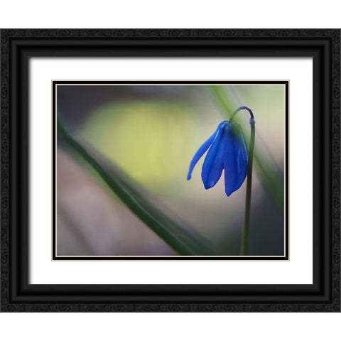 Tiny Blue Umbrella Black Ornate Wood Framed Art Print with Double Matting by Bonin, Suzanne