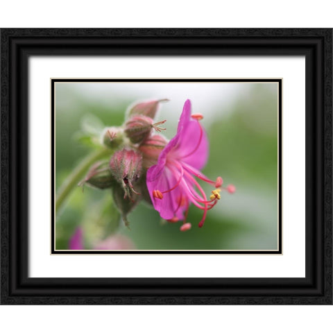 Bigroot Black Ornate Wood Framed Art Print with Double Matting by Bonin, Suzanne