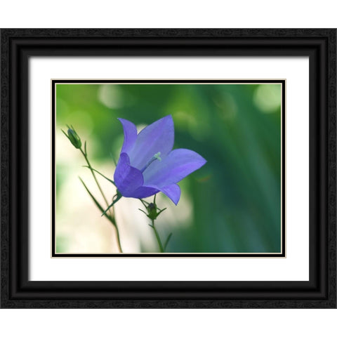 Bluebell Flower Black Ornate Wood Framed Art Print with Double Matting by Bonin, Suzanne
