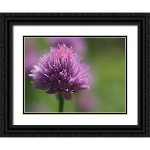 Chive Blossom Black Ornate Wood Framed Art Print with Double Matting by Bonin, Suzanne