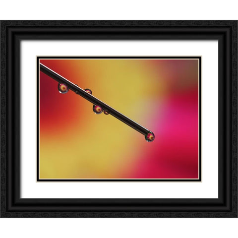 Experiment Black Ornate Wood Framed Art Print with Double Matting by Bonin, Suzanne