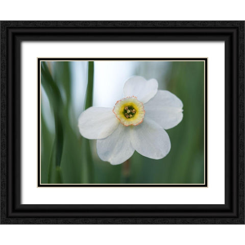 Fine Beauty Black Ornate Wood Framed Art Print with Double Matting by Bonin, Suzanne