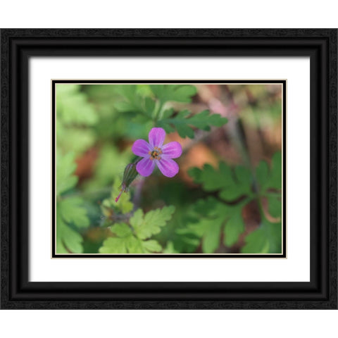 Little Robin Black Ornate Wood Framed Art Print with Double Matting by Bonin, Suzanne