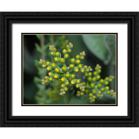 Little Stars Black Ornate Wood Framed Art Print with Double Matting by Bonin, Suzanne