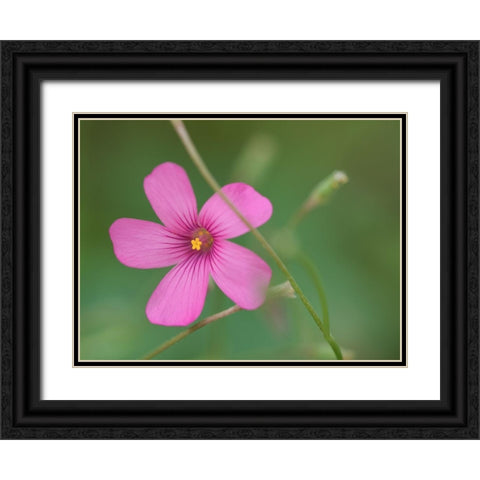 Pink Splash Black Ornate Wood Framed Art Print with Double Matting by Bonin, Suzanne