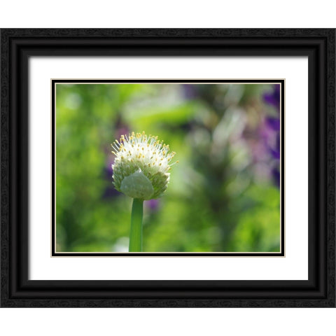 Pretty Onion Black Ornate Wood Framed Art Print with Double Matting by Bonin, Suzanne