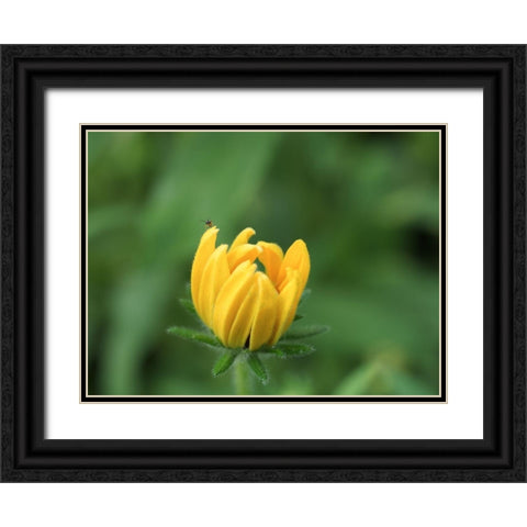 See Me Black Ornate Wood Framed Art Print with Double Matting by Bonin, Suzanne