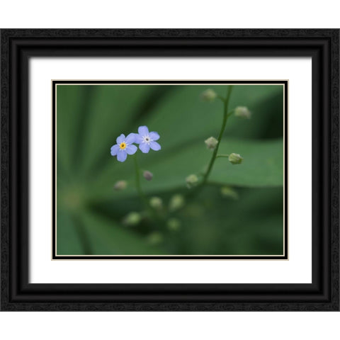 Small Universe Black Ornate Wood Framed Art Print with Double Matting by Bonin, Suzanne