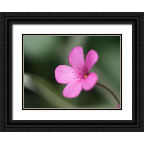 Splash Of Color Black Ornate Wood Framed Art Print with Double Matting by Bonin, Suzanne