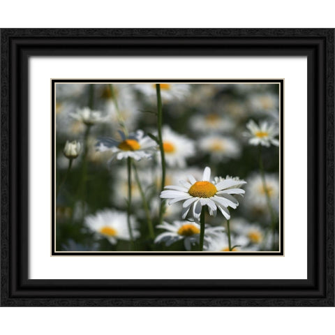 White Daisies Black Ornate Wood Framed Art Print with Double Matting by Bonin, Suzanne