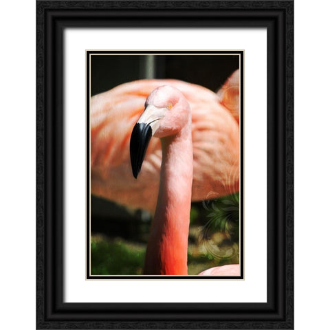 Pink Flamingo II Black Ornate Wood Framed Art Print with Double Matting by Lavoie, Tina