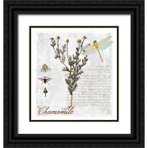 Botanical Garden Chamomile Herb Black Ornate Wood Framed Art Print with Double Matting by Lavoie, Tina