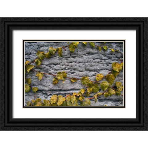 Old Montreal Ancient Wall and Ivy Black Ornate Wood Framed Art Print with Double Matting by Lavoie, Tina