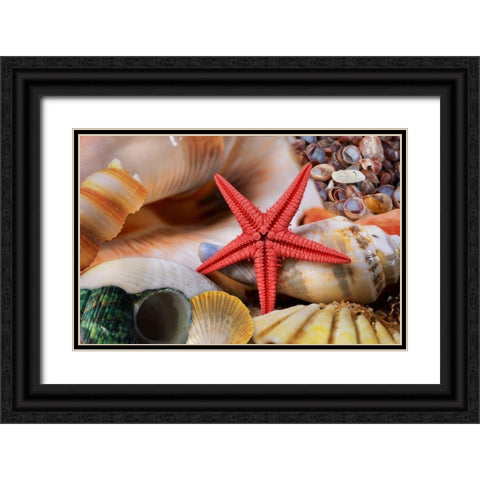 Seashells Black Ornate Wood Framed Art Print with Double Matting by Lavoie, Tina