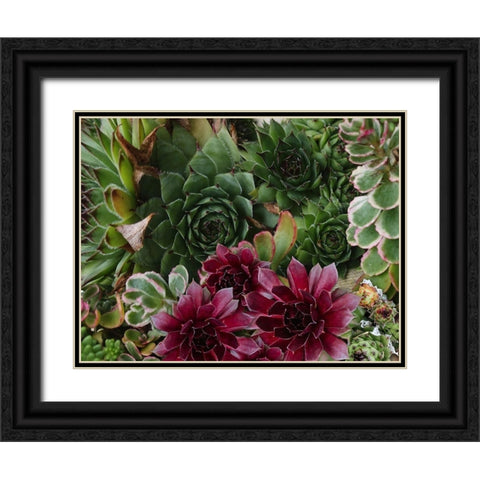 Succulent Garden Black Ornate Wood Framed Art Print with Double Matting by Lavoie, Tina