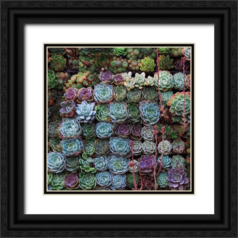 A Gathering Of Succulents 2 Black Ornate Wood Framed Art Print with Double Matting by Lavoie, Tina