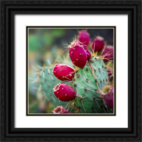 Prickly Pear Cactus Black Ornate Wood Framed Art Print with Double Matting by Lavoie, Tina