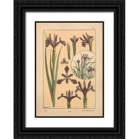 Plate 01 - Iris Black Ornate Wood Framed Art Print with Double Matting by Vintage Apple Collection