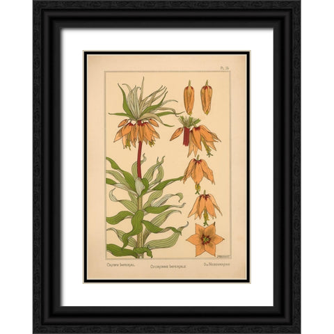 Plate 16 - Crown Imperial Black Ornate Wood Framed Art Print with Double Matting by Vintage Apple Collection