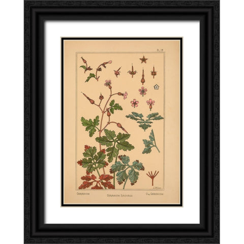 Plate 19 - Geranium Black Ornate Wood Framed Art Print with Double Matting by Vintage Apple Collection